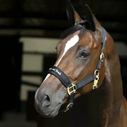 Back On Track - Licol Werano noir