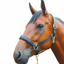 Canter - Licol cuir noir