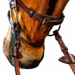 Dyon - Bridon muserolle combinée New English Collection havane