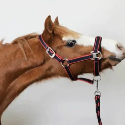 Equithème - Licol + longe Satiné marine/fuchsia