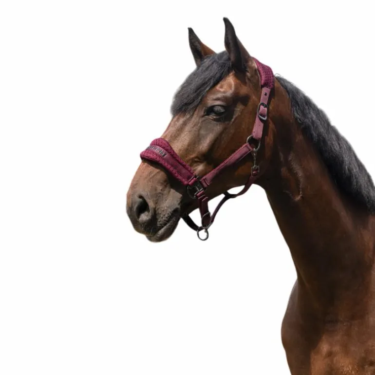 Equithème - Licol Nylon 3D Mesh bordeaux