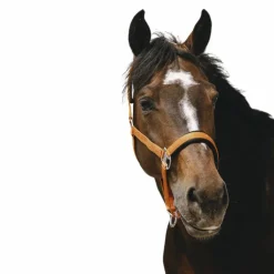 Equithème - Licol Nylon Jacquard orange