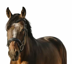 Eric Thomas - Bridon bat noir