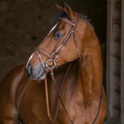 Eric Thomas - Bridon hybrid forme havane