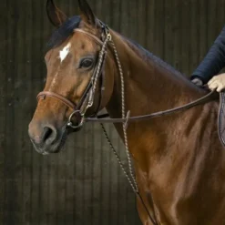 Eric Thomas - Chambon havane