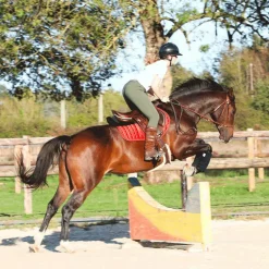 Eric Thomas - Muserolle bitless havane