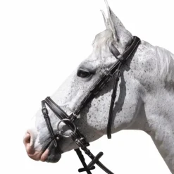 Flags & Cup - Bridon Göteborg avec rênes marron