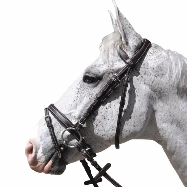 Flags & Cup - Bridon Göteborg avec rênes marron