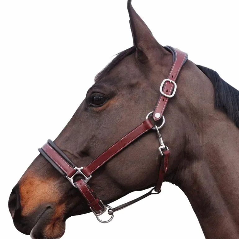 Flags & Cup - Licol Comfort marron