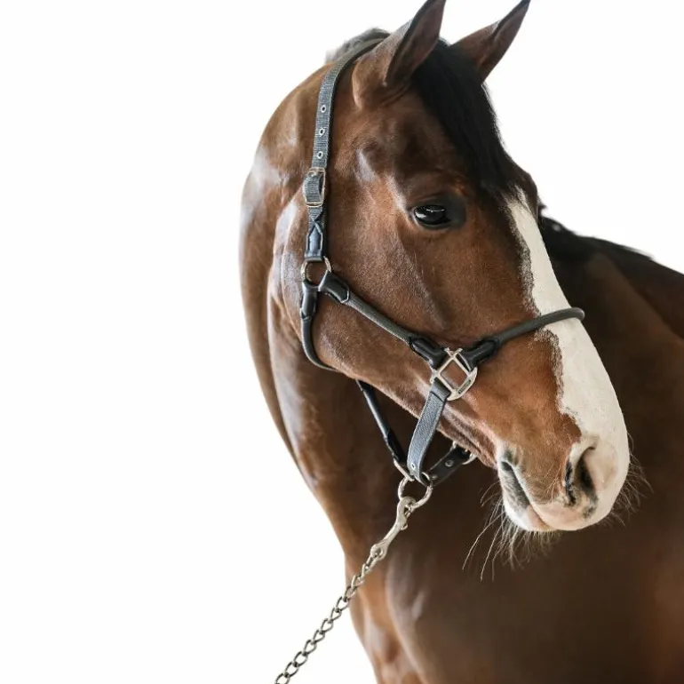 Harcour - Licol pour chevaux Honey gris foncé