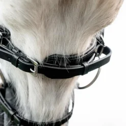 Horseware - Bridon Dressage Pony Flash noir