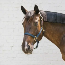 Kentucky Horsewear - Licol nylon Breakaway marine