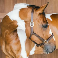 Kentucky Horsewear - Licol en cuir Wellington brun