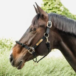 Kentucky Horsewear - Licol cheval Control