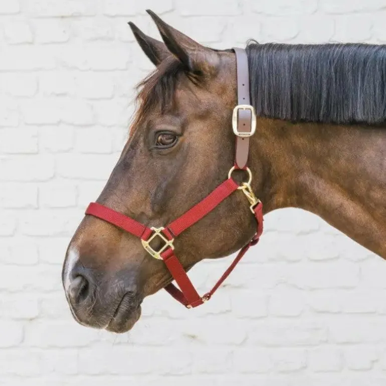 Kentucky Horsewear - Licol nylon Breakaway bordeaux