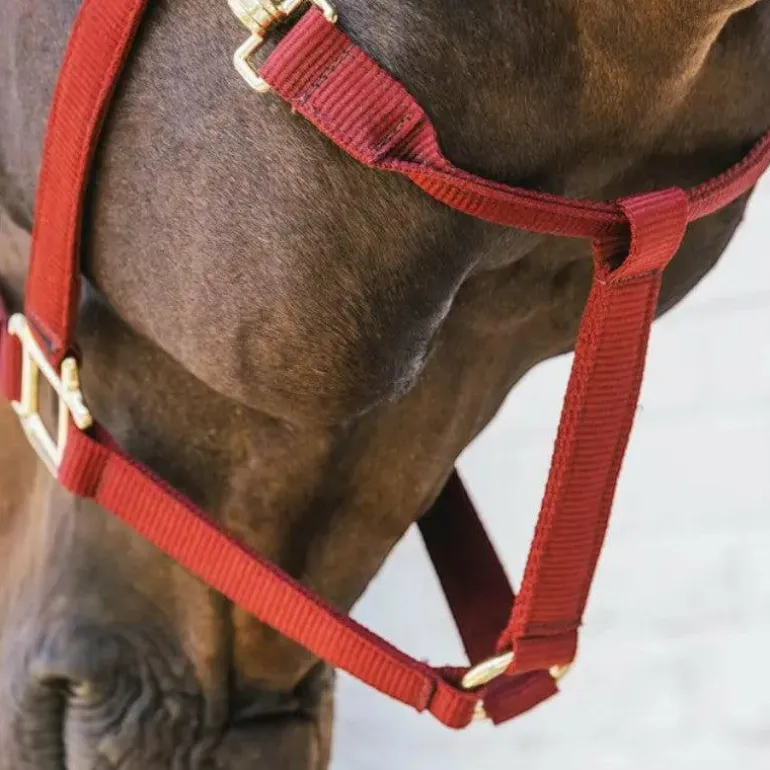 Kentucky Horsewear - Licol nylon Breakaway bordeaux