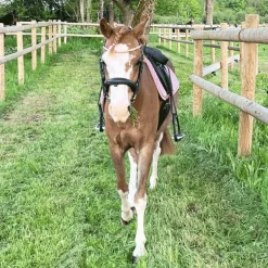 Kentucky Horsewear - Tapis de selle Velvet Jumping Vieux rose pour minis