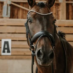 Norton - Bridon de dressage Diams noir