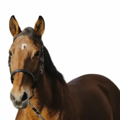 Norton - Bridon/ licol Training noir