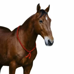 Norton - Cordelette/ Collier éthologique marine