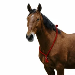 Norton - Cordelette/ Collier éthologique rouge