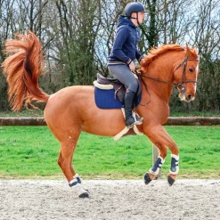 Norton - Guêtres cheval XTR à boutons mouton marine x2