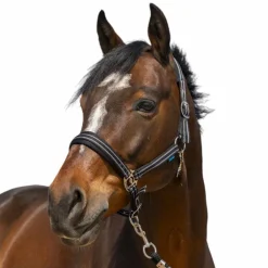 Norton - Licol 4 Lines noir