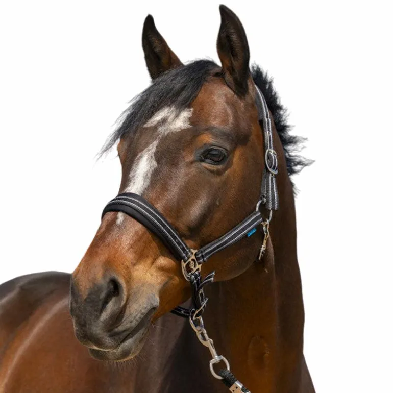 Norton - Licol 4 Lines noir