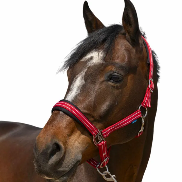 Norton - Licol 4 Lines rouge