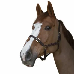 Norton - Licol club Cuir havane