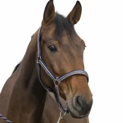 Norton - Licol et longe brillant taupe/ marine/ argenté