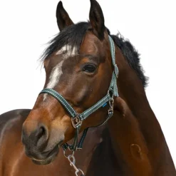 Norton - Licol Grooming vert foncé