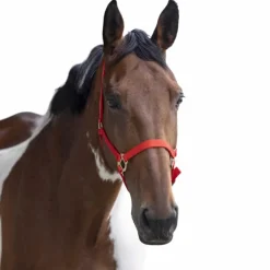 Norton - Licol nylon double épaisseur rouge