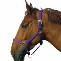 Norton - Licol nylon doublé cuir violet