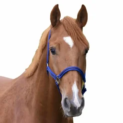 Norton - Licol nylon doublé cuir bleu/ noir