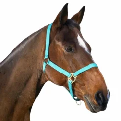 Norton - Licol nylon muserolle réglable turquoise