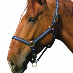 Norton - Licol nylon noir/ bleu ciel