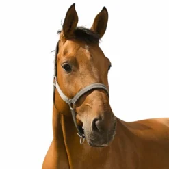 Norton - Licol Reflective gris