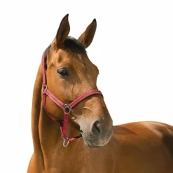 Norton - Licol Reflective bordeaux