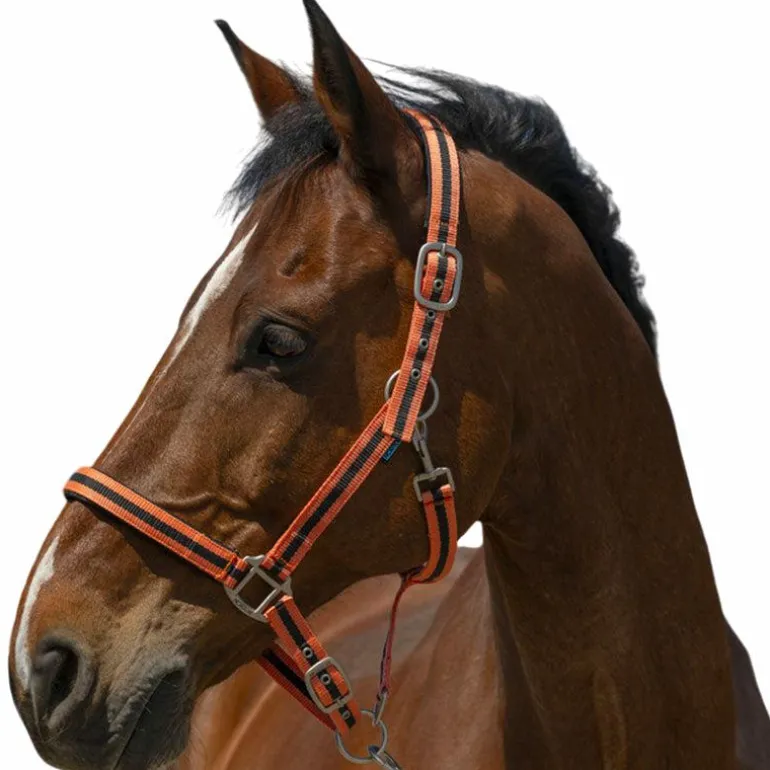 Norton - Licol Satine corail/ noir