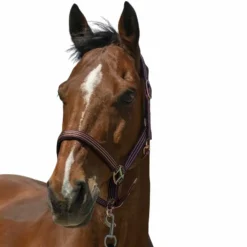 Norton - Licol Zari bordeaux