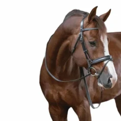 Pénélope - Bridon daily noir