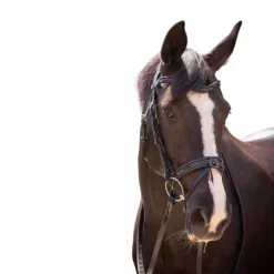 Pénélope - Bridon Smoothie avec rênes noir