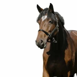 Riding World - Licol Nylon Cushion noir