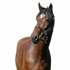 Riding World - Licol Nylon Cushion vert foncé