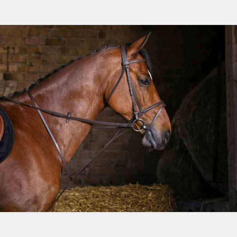 Riding World - Martingale fixe havane